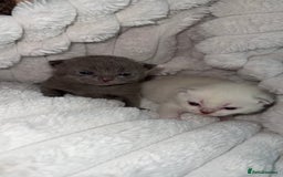 British Shorthair cats for sale: Beautiful Grey & White Kittens🐱💕 - Image 7