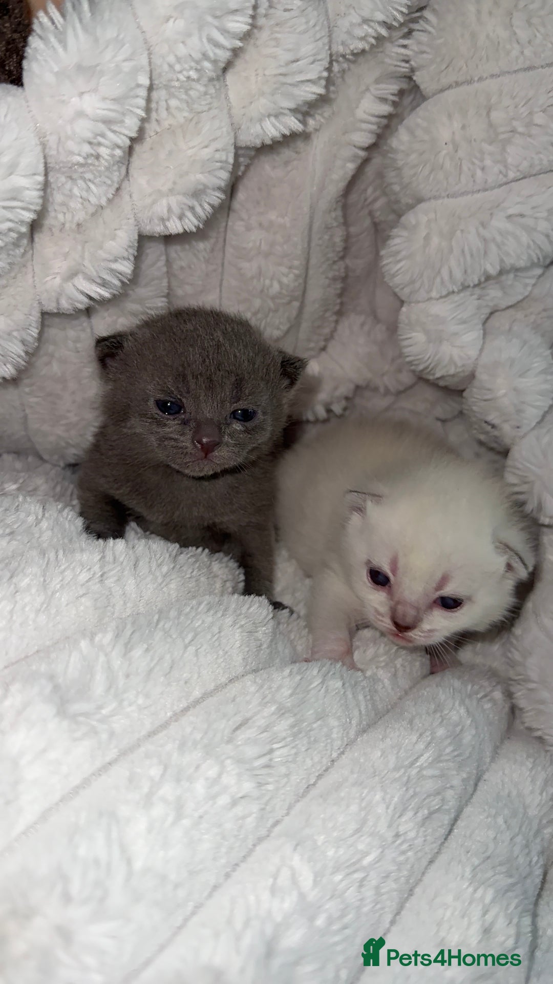 British Shorthair cats for sale: Beautiful Grey & White Kittens🐱💕 - Image 7