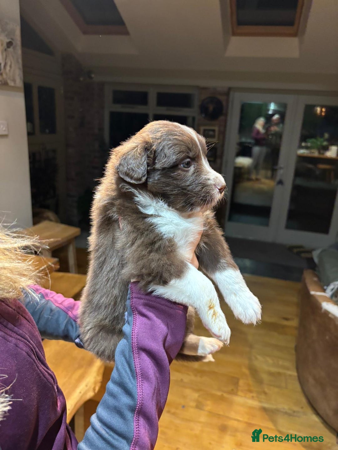 Border Collie dogs for sale: Beautiful Red Merle & Red Border Collie Puppies - Advert 14