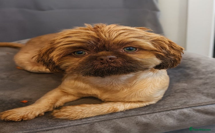Shih Tzu dogs - Advert 1