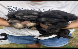 Mixed Breed dogs for sale: Toy yorkiepoos for sale  - Image 2