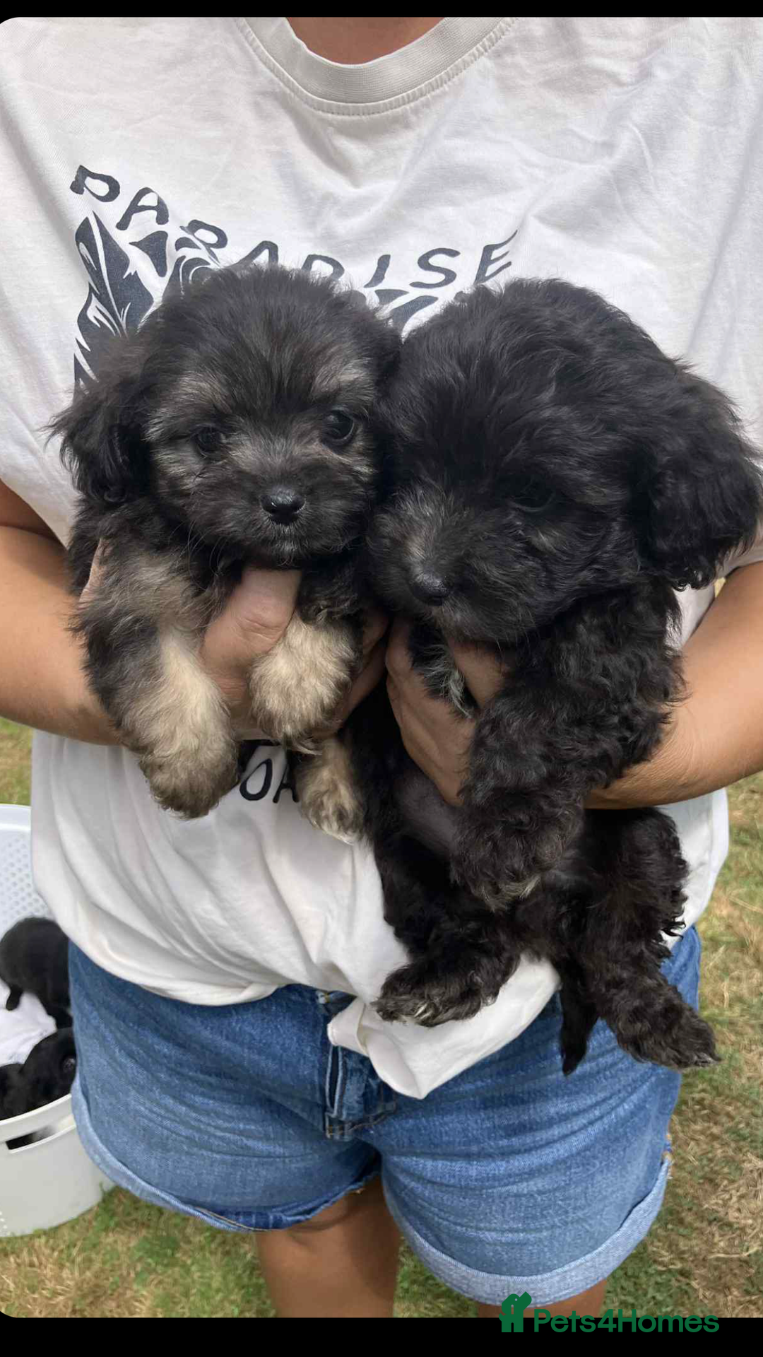 Mixed Breed dogs for sale: Toy yorkiepoos for sale  - Image 2