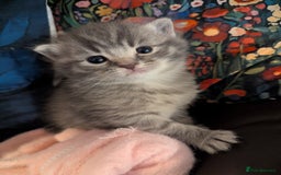 Mixed Breed cats for sale: Beautiful grey silver grey tabby kittens - Image 4