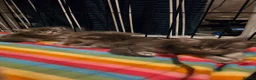 Maine Coon cats for sale:  Maine Coon Kittens Looking for Their newHomes 🐾 - Advert 23