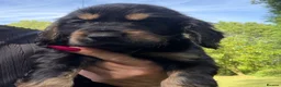 Cocker Spaniel dogs for sale: Show type cocker spaniels  - Advert 17