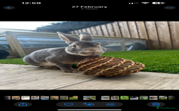 Rex rabbits for sale: 2 y/o Lavender - Image 4