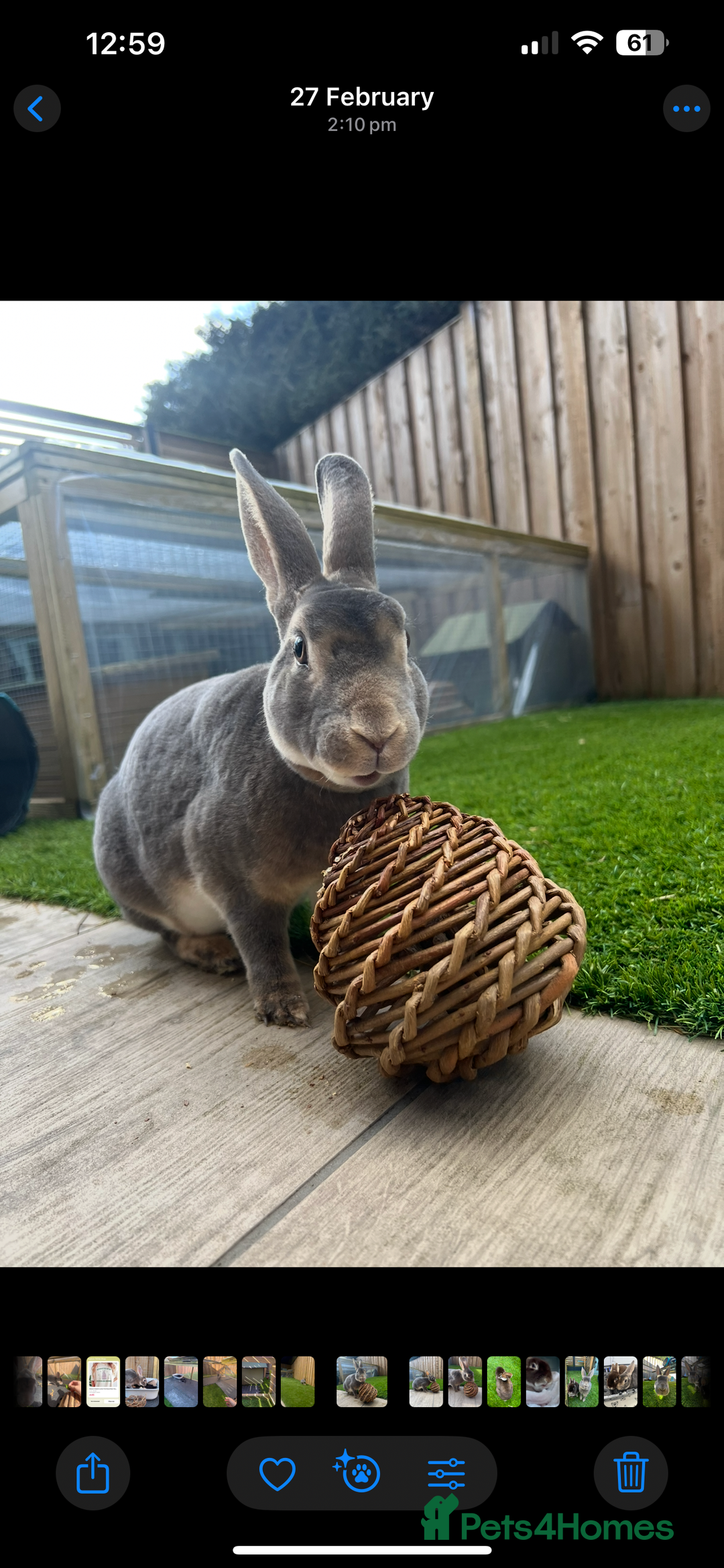 Rex rabbits for sale: 2 y/o Lavender - Image 4