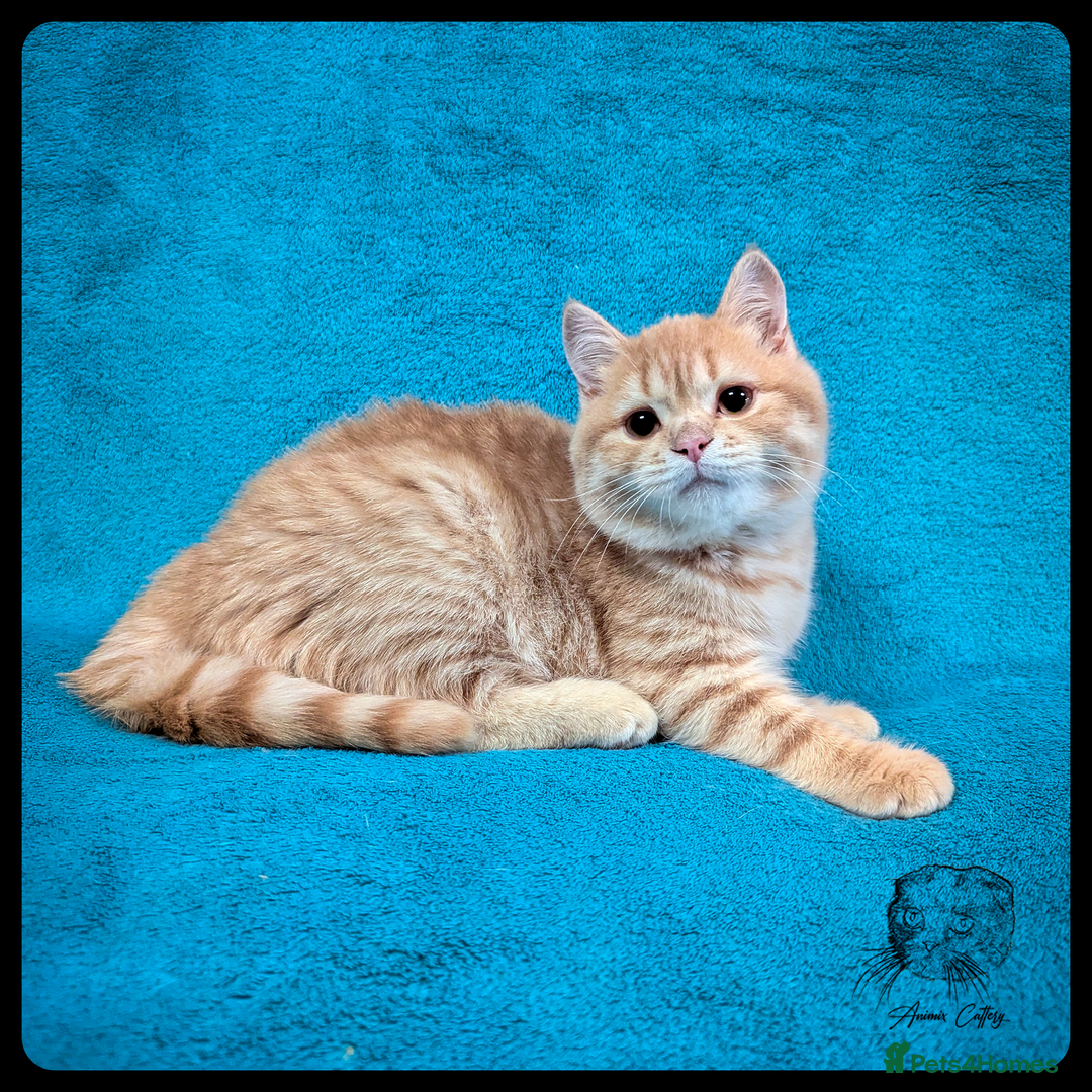 Scottish Fold cats for sale: TICA Registered Scottish kittens - Advert 35