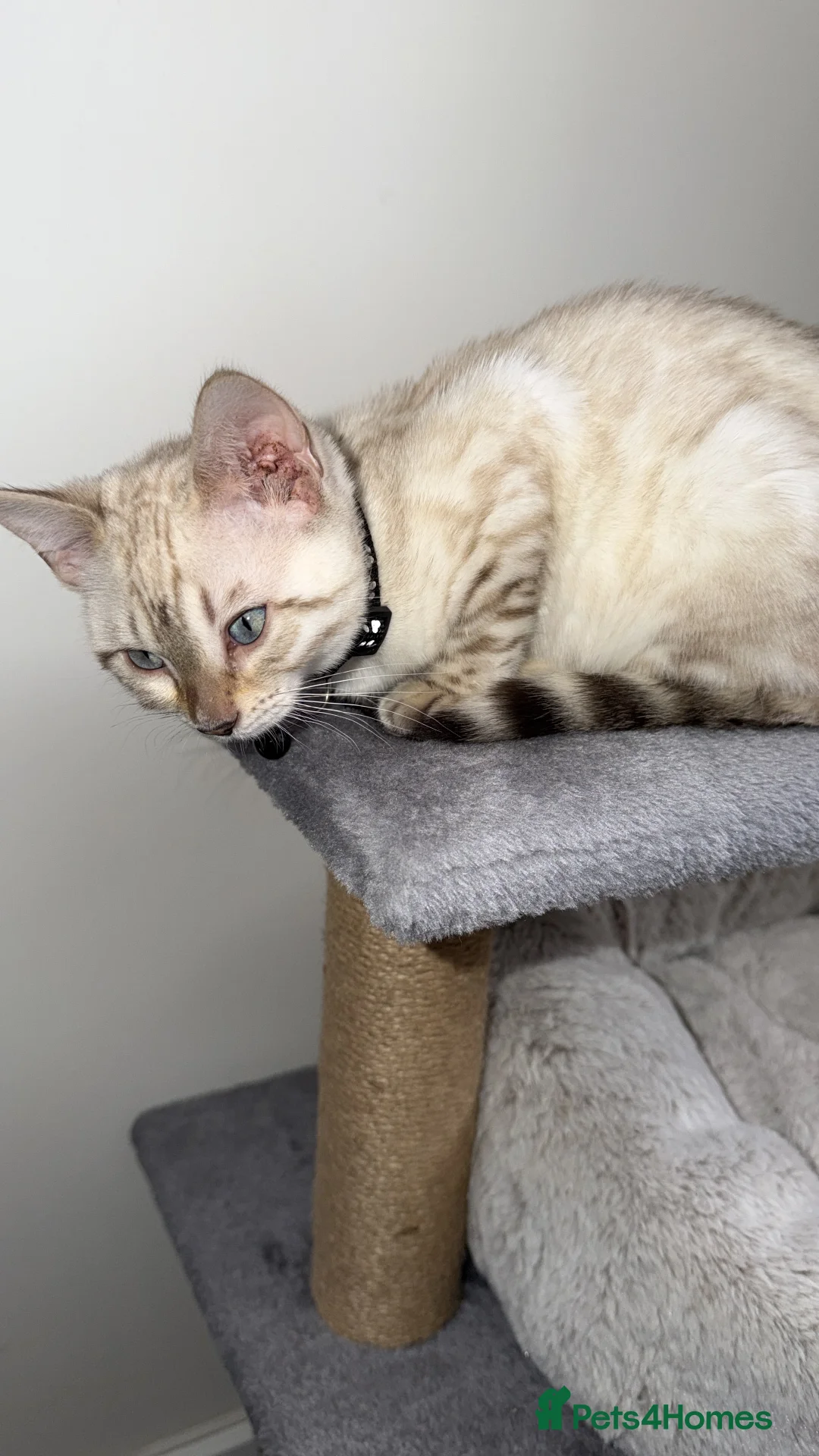 Bengal cats for sale: Snow Lynx Bengal  - Advert 4