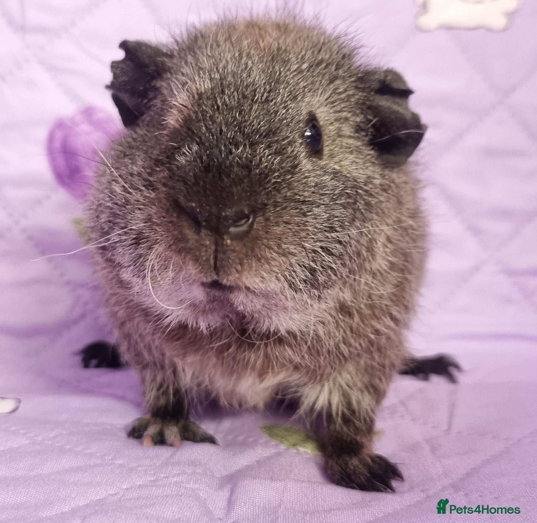 Guinea Pig rodents Beautiful Baby Guinea Pigs for sale  - Advert 1