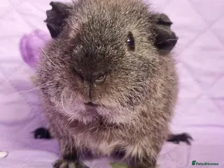 Guinea Pig rodents Beautiful Baby Guinea Pigs for sale - Advert 1
