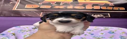 Miniature Dachshund dogs for sale: 5 cute piebald miniature dachshund puppies - Advert 5