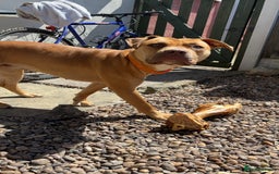 Mixed Breed dogs for sale: American bully - Image 5