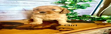 Cockapoo 3