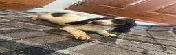 Sprocker dogs for sale: 🐾  Beautiful F2 Sprocker Spaniel Puppies 🐾 - Advert 3