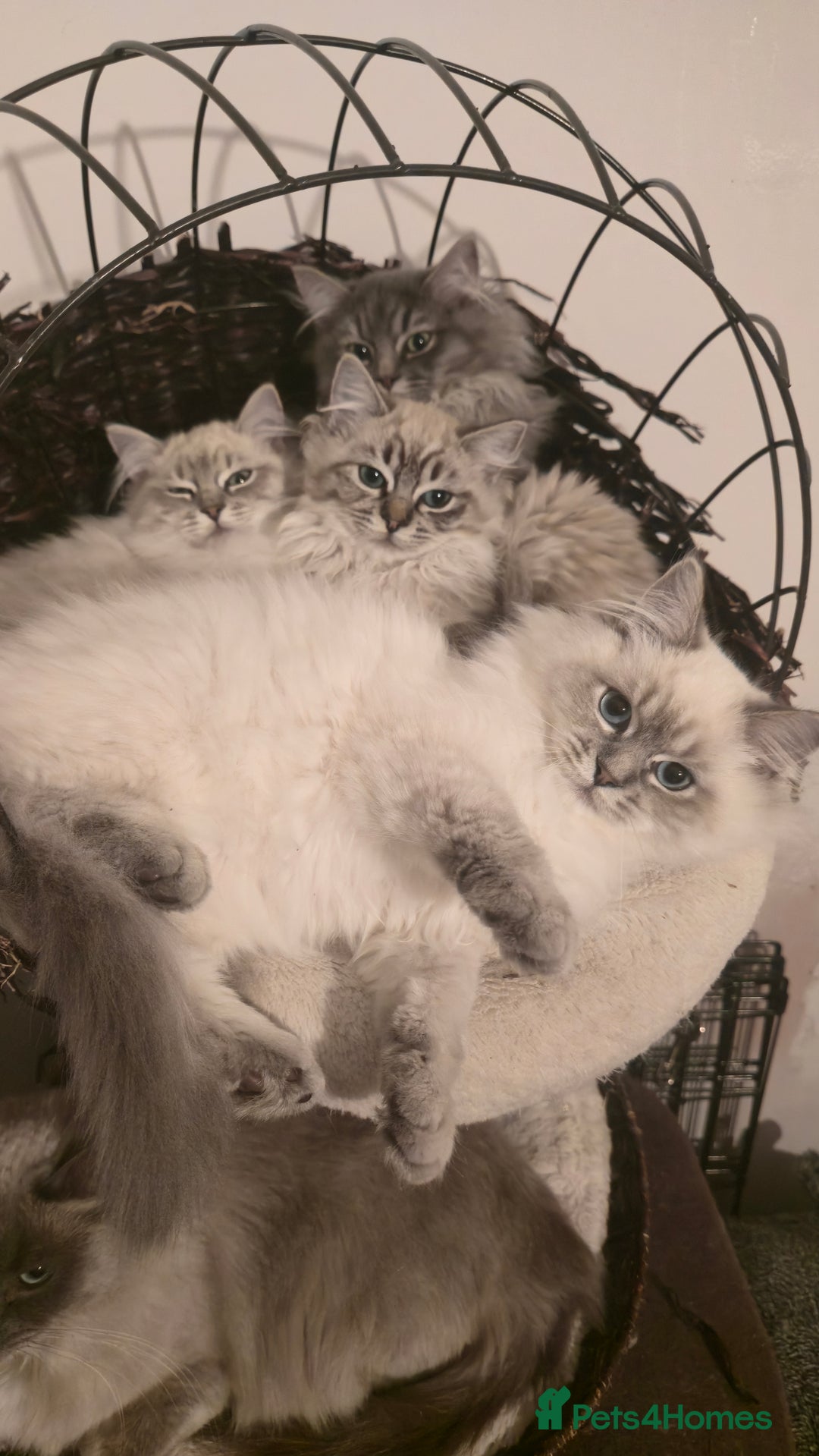 Ragdoll cats for sale: Adorable Ragdoll cross Scottish Straight - Advert 14