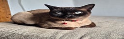 Domestic Shorthair cats for sale: Ronnie & Reggie - Advert 4