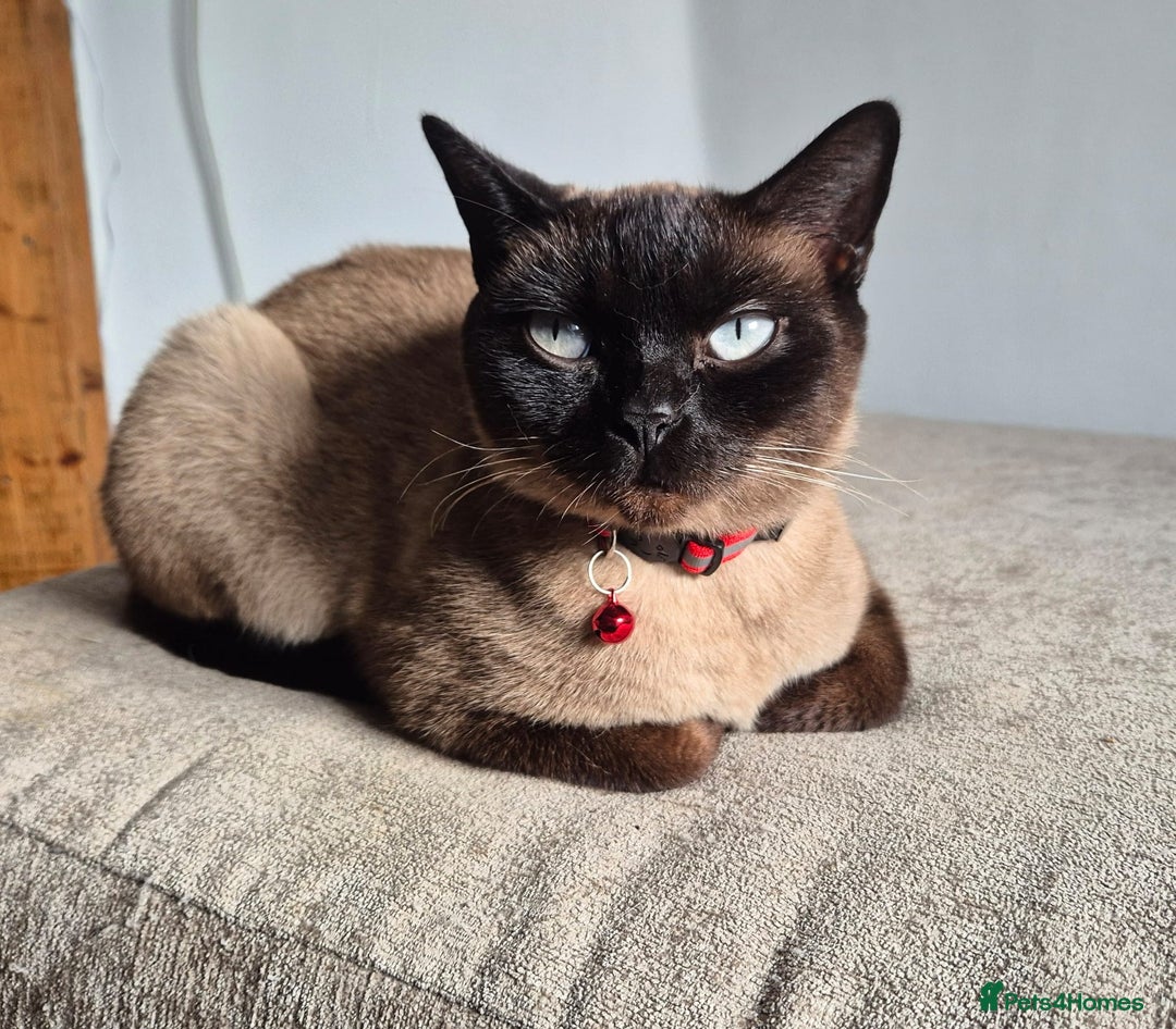 Domestic Shorthair cats for sale: Ronnie & Reggie - Advert 4