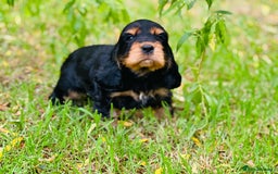 Cocker Spaniel dogs for stud: 100% SHOW TYPE, KC REGISTERED, 100% SUCCESS RATE in Crewe - Image 7