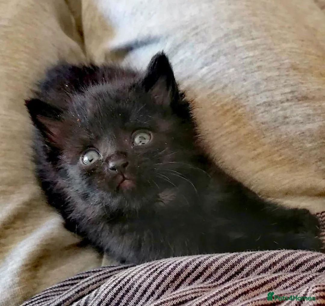 Mixed Breed cats for sale: 2 gorgeous hand reared orphan kittens in Radstock - Advert 10
