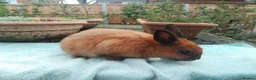 Netherland Dwarf rabbits for sale: Baby Netherland Dwarf Males - Advert 5