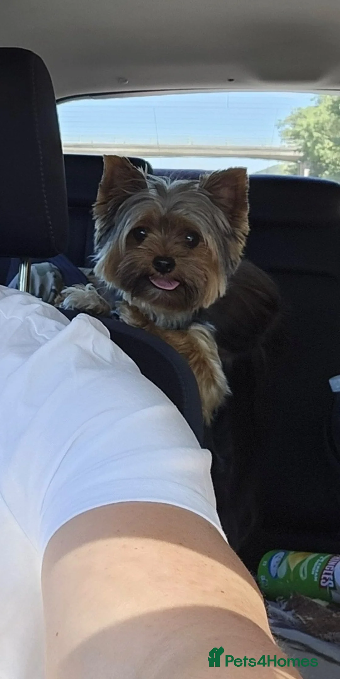 Yorkshire Terrier dogs for stud: Beautiful Yorkshire Terrier Stud Available - Advert 2