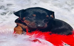 Dobermann dogs for sale: Welcoming the Disco Dobermans litter  - Image 11