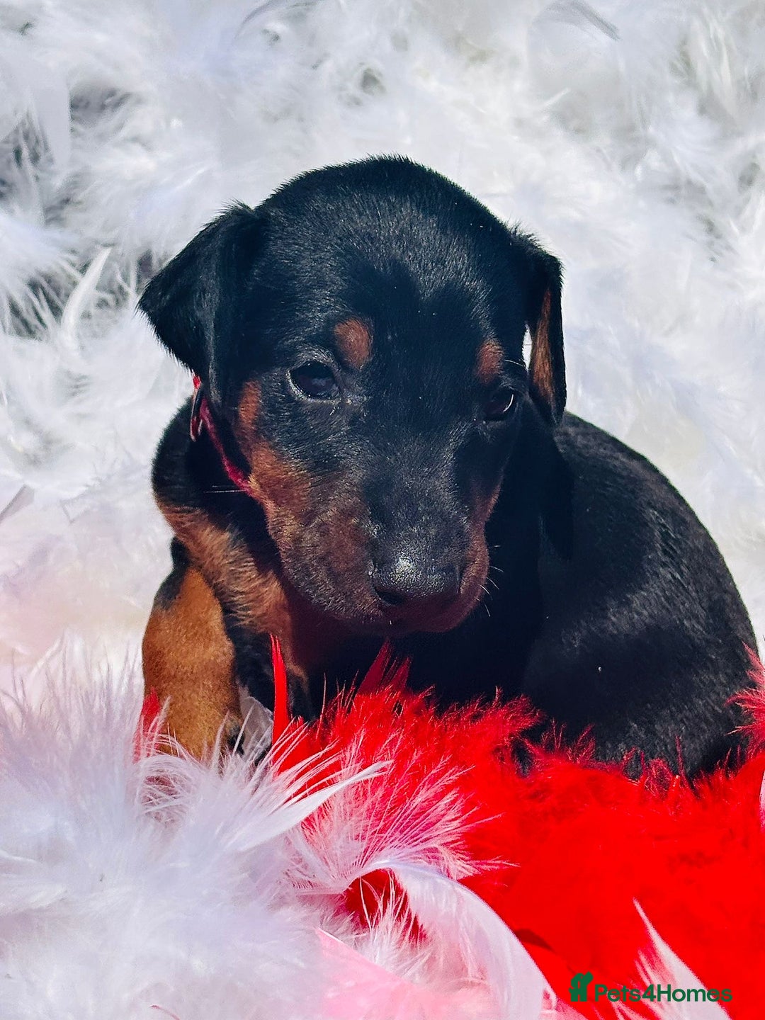 Dobermann dogs for sale: Welcoming the Disco Dobermans litter  - Image 11