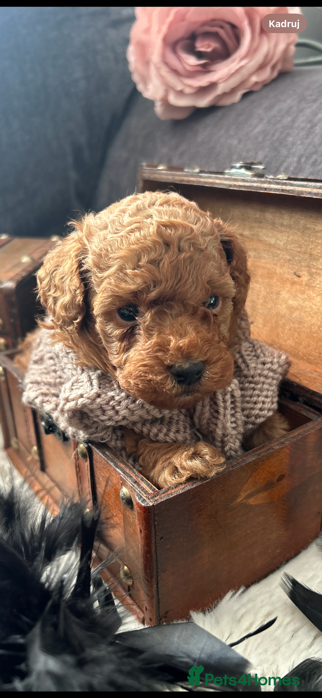 Toy Poodle dogs for sale: RED Toy Poodles  - Advert 3