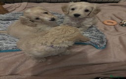 Cockapoo dogs for sale: Cockapoo puppies for sale- extensive DNA tested - Image 2