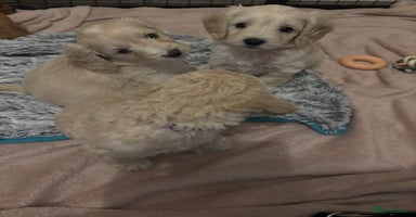 Cockapoo dogs - Advert 7