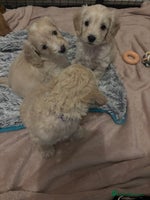 Cockapoo dogs - Advert 5