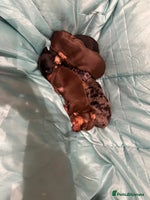 Miniature Dachshund dogs - Advert 6