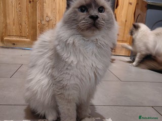 Birman cats Birman kittens - Advert 6