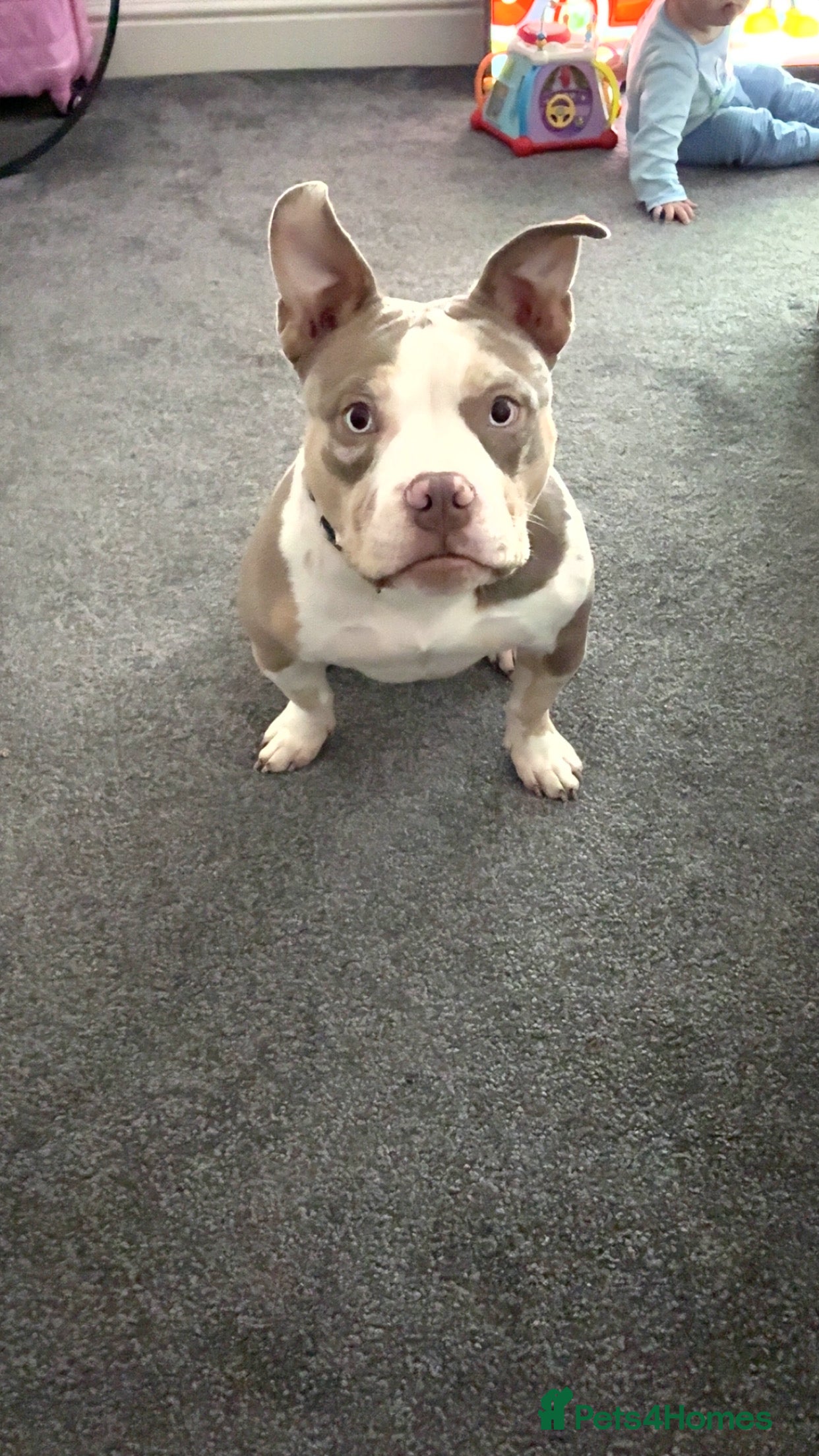 American Bully dogs Maple  - Advert 1