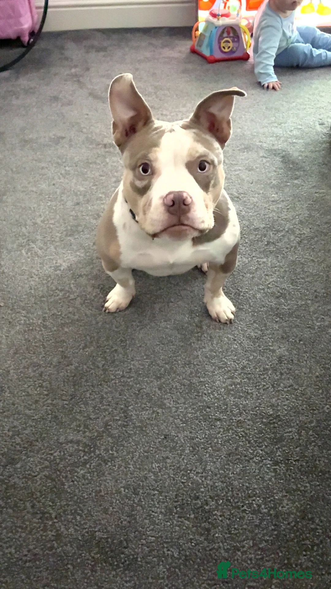 American Bully dogs for sale: Maple  in Birkenhead - Advert 1