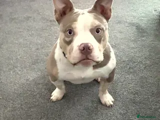 American Bully dogs Maple - Advert 1