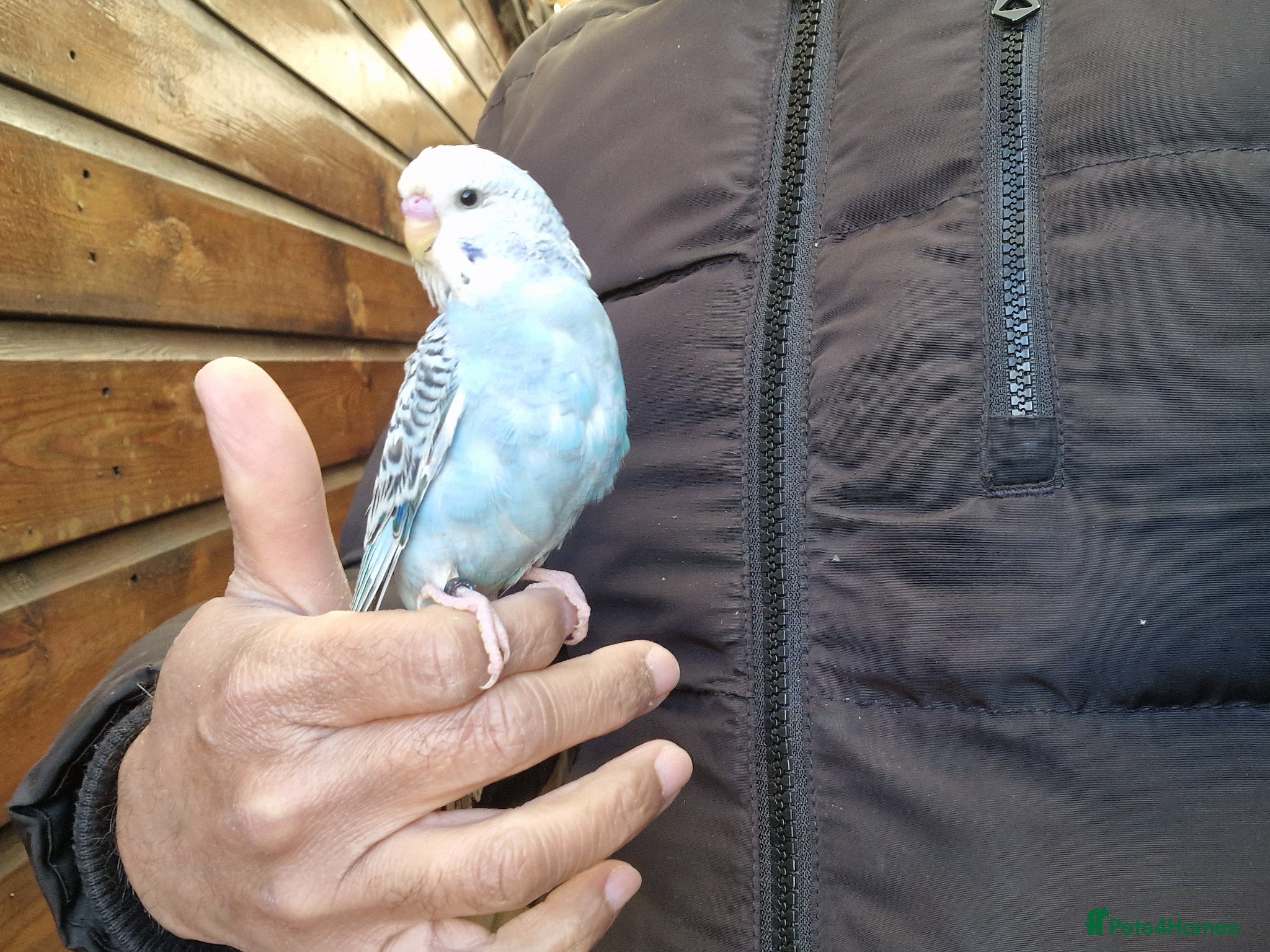 Budgerigars birds Super silly hand tamed baby budgies  - Advert 8