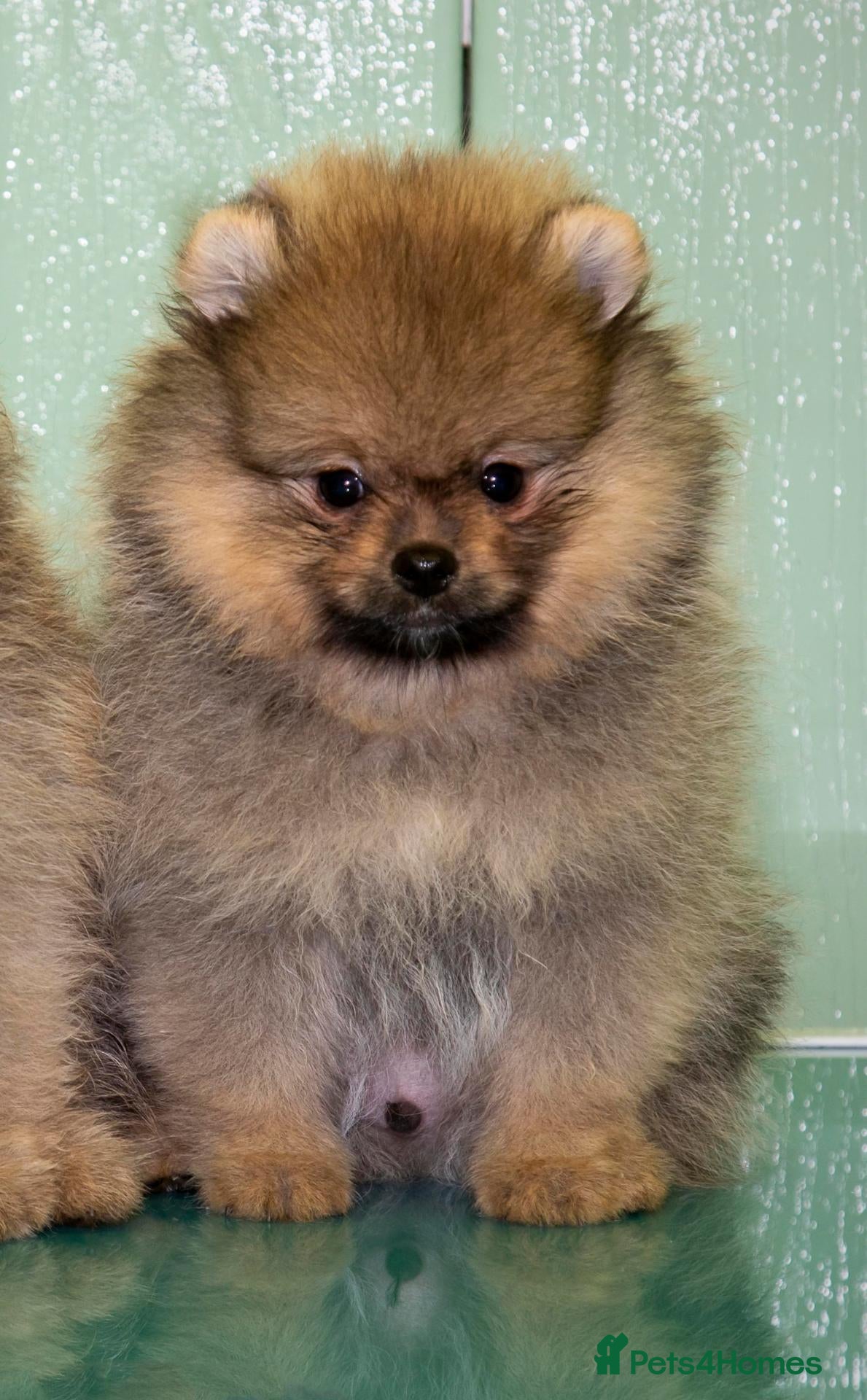 Pomeranian dogs Adorable Pomeranian Puppy boy for Sale. - Advert 5