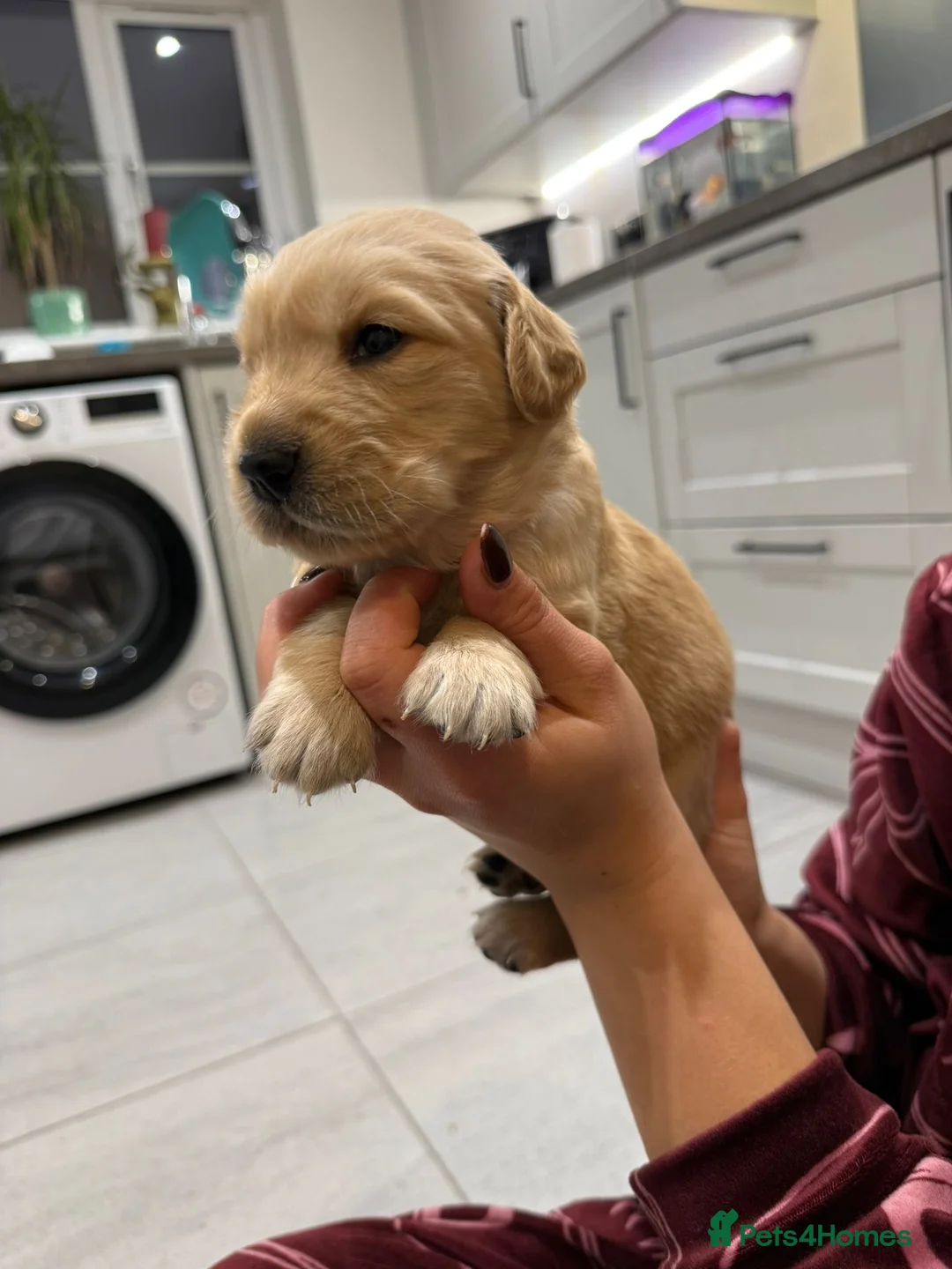 Goldador dogs for sale: Exceptional Goldadoor puppies! - Advert 3