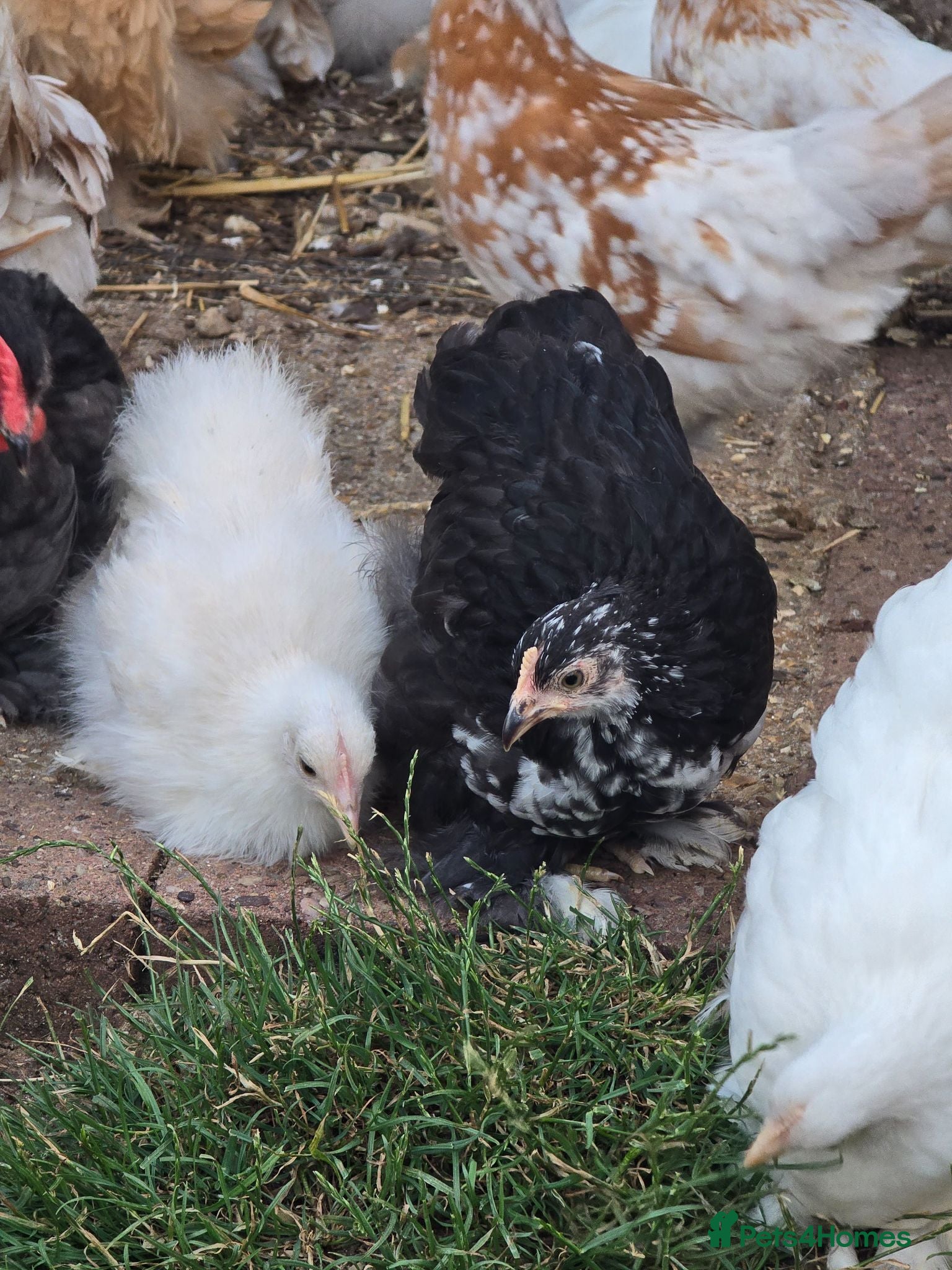 Chickens poultry Pekin Bantam pullets - Advert 18