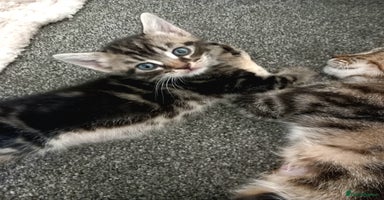 British Shorthair cats - Advert 3