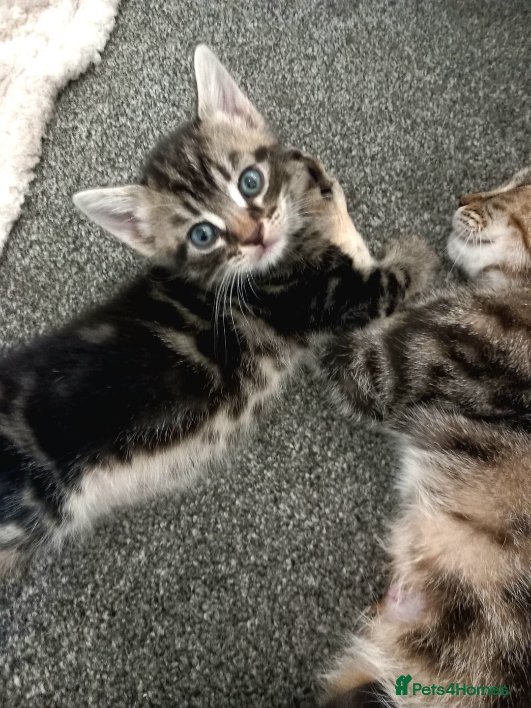 British Shorthair cats for sale: Stunning, Cheeky, Mischievous Kittens for Sale. - Image 3