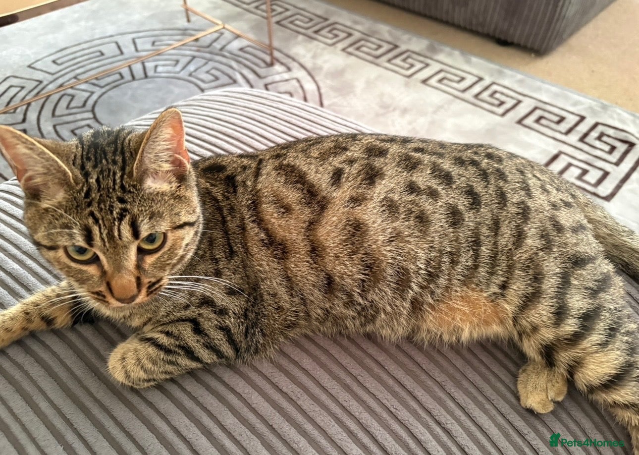 Mixed Breed cats 🐾LAST KITTEN AVAILABLE🐾 - Advert 2