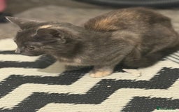 Mixed Breed cats for sale: Gorgeous lovely kittens looking for forever home  - Image 8
