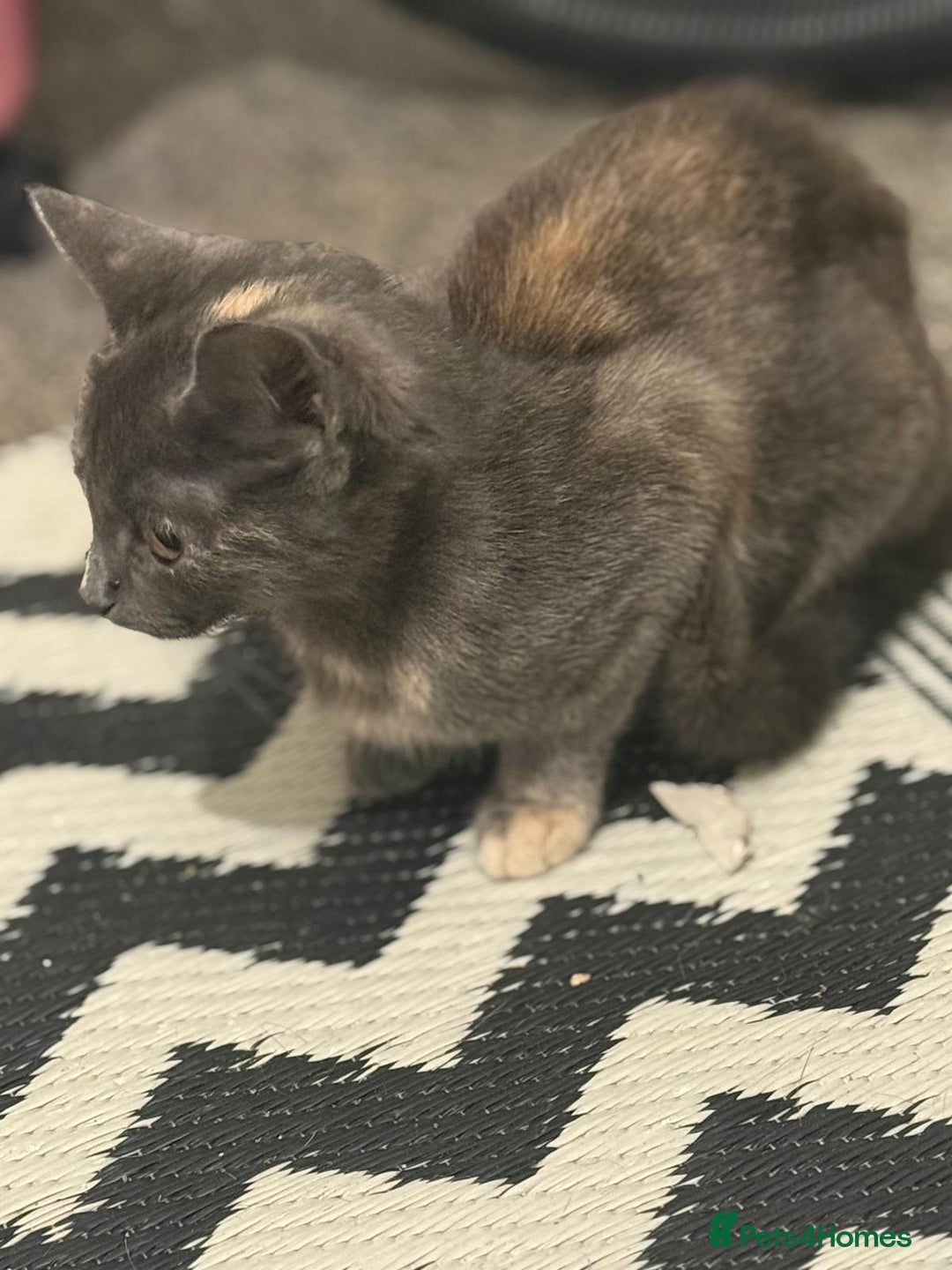 Mixed Breed cats for sale: Gorgeous lovely kittens looking for forever home  - Image 8