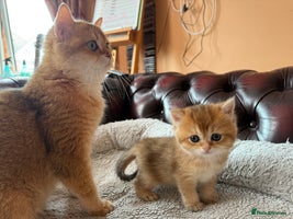 British Shorthair cats READY 2 Black Golden / Corin BSH boys - Advert 4