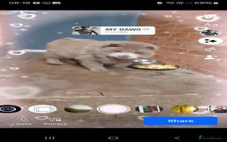 Chow Chow dogs for sale: Bear the chow chow  - Image 14