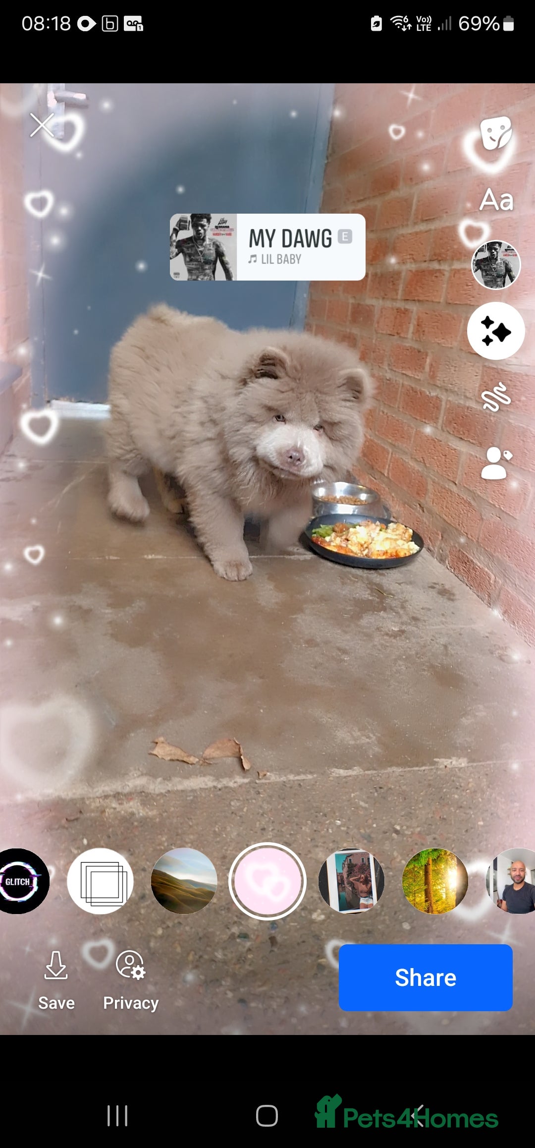 Chow Chow dogs for sale: Bear the chow chow  - Image 14