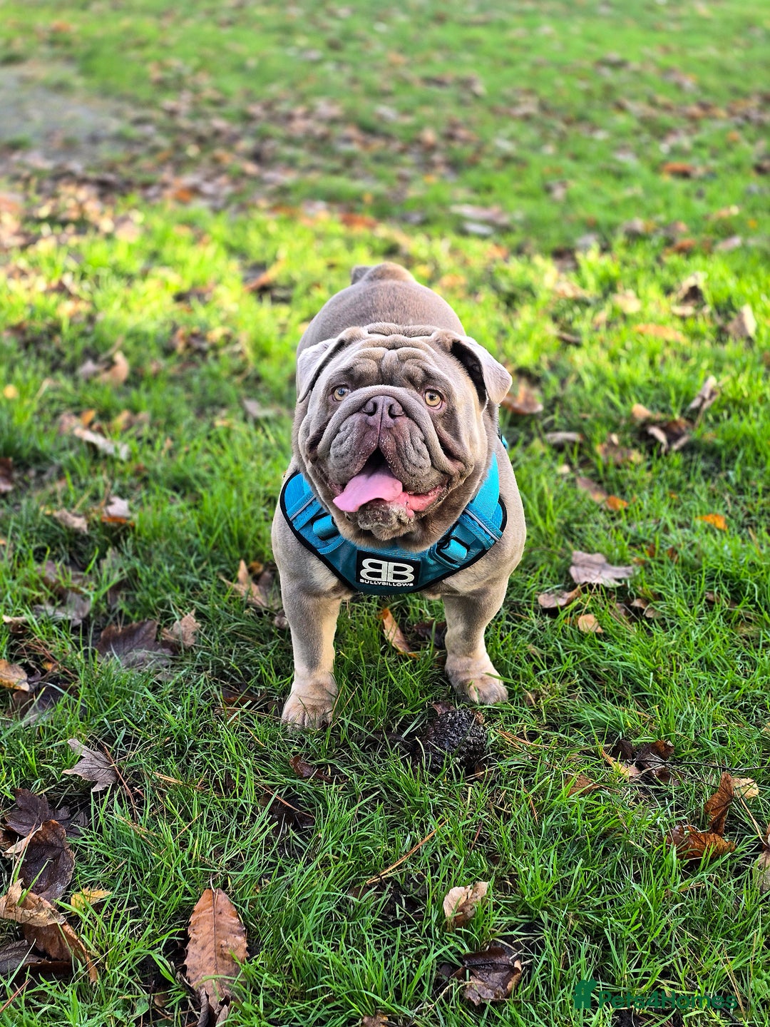 English Bulldog dogs for stud: Lowkey *Proven stud* RARE DNA, top blood lines  - Advert 3